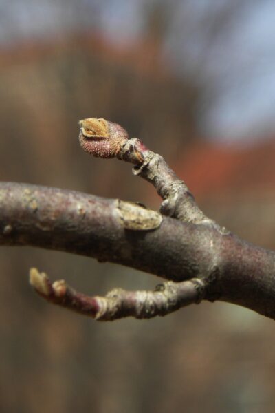 Viburnum plicatum f. tomentosum - Buds