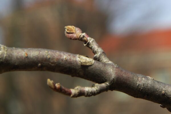 Viburnum plicatum f. tomentosum - Buds