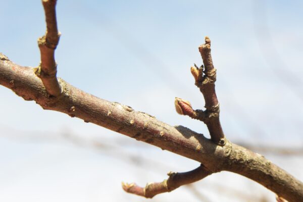 Viburnum plicatum f. tomentosum - Buds