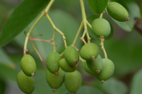 Viburnum prunifolium - Immature Fruit