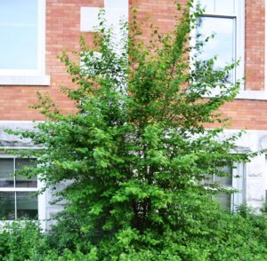 Viburnum prunifolium - Shrub Habit