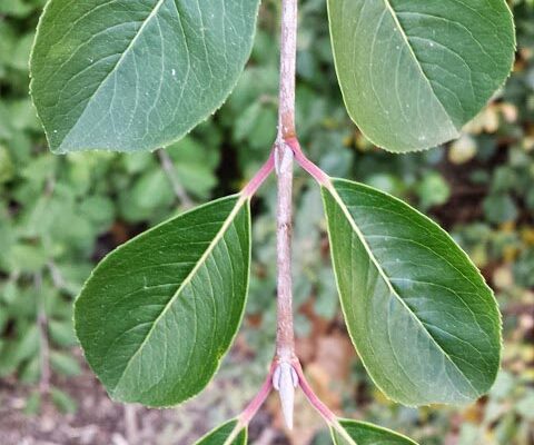 Viburnum prunifolium - Foliage