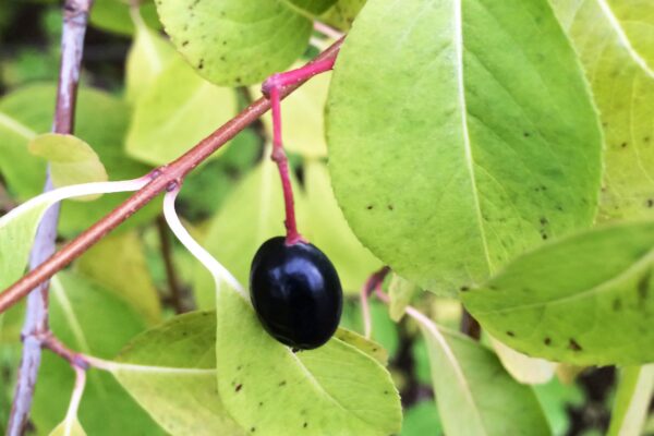 Viburnum prunifolium - Fruit & Fall Foliage