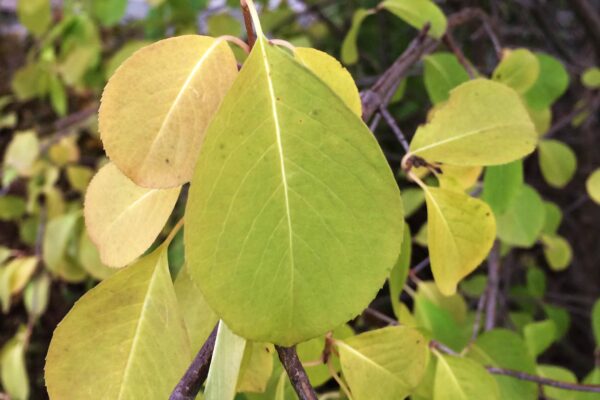 Viburnum prunifolium - Fall Foliage