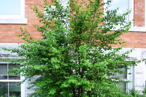 Viburnum prunifolium - Shrub Habit