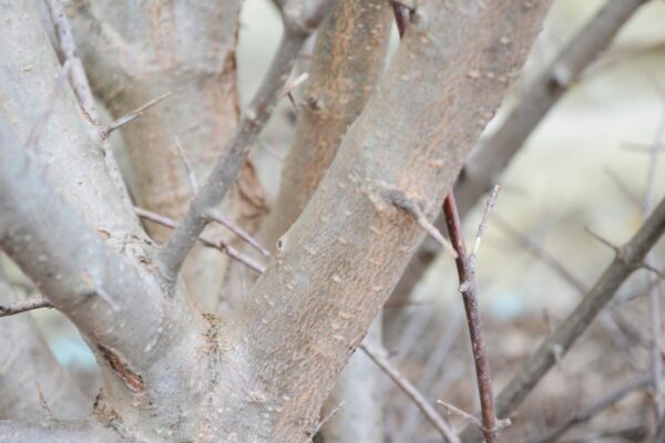 Viburnum prunifolium - Bark