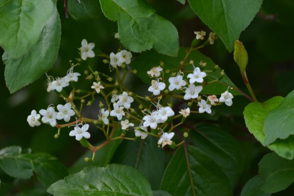 Viburnum prunifolium - Flowers