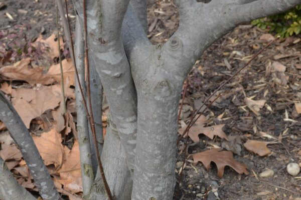 Amelanchier canadensis - Bark