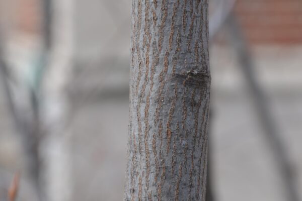 Amelanchier canadensis - Bark