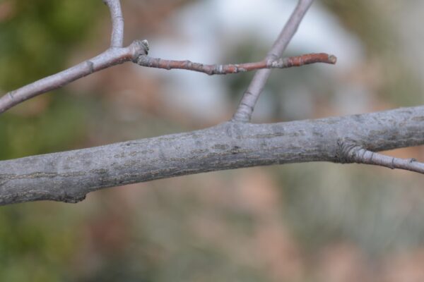 Amelanchier canadensis - Bark