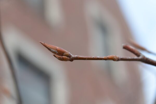 Amelanchier canadensis - Buds