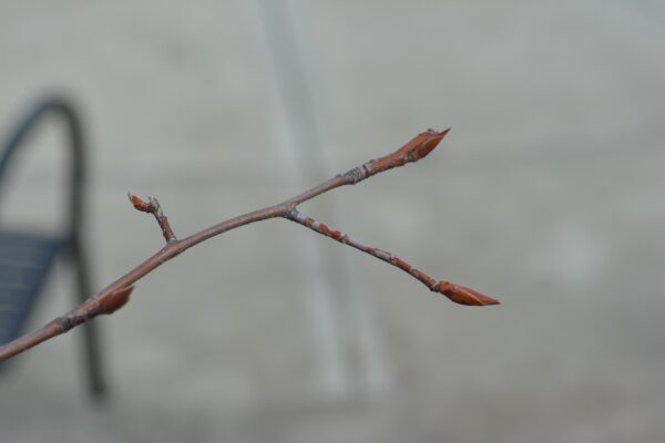 Amelanchier canadensis - Buds