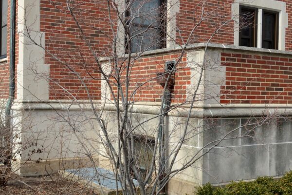 Amelanchier canadensis - Winter Habit