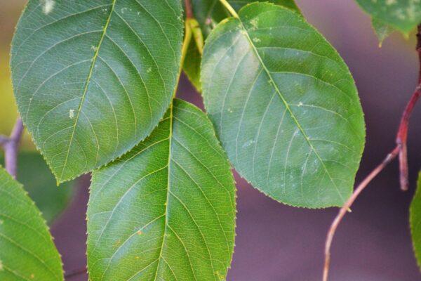 Amelanchier canadensis - Leaves