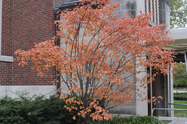 Amelanchier canadensis - Fall Habit