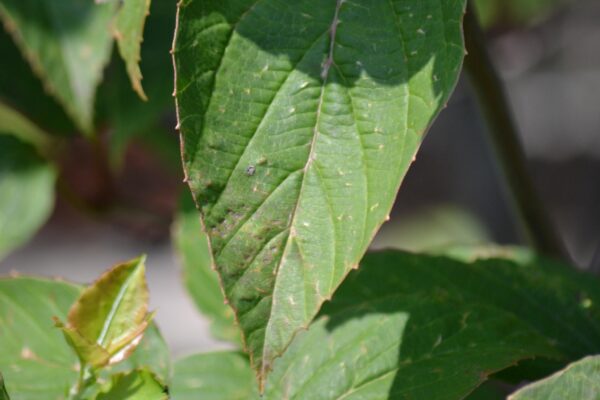 Viburnum setigerum - Leaves