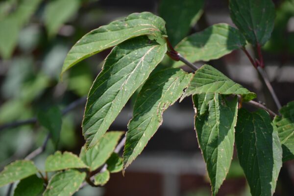 Viburnum setigerum - Foliage
