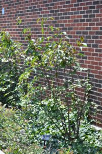 Viburnum setigerum - Summer Habit