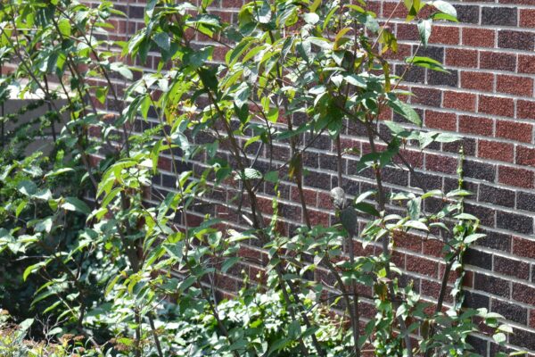 Viburnum setigerum - Summer Habit