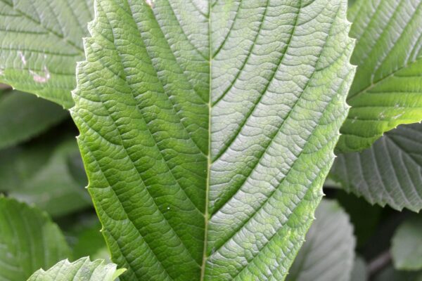 Viburnum sieboldii - Leaf