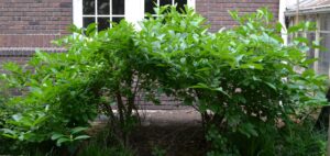 Viburnum sieboldii - Shrub Habit