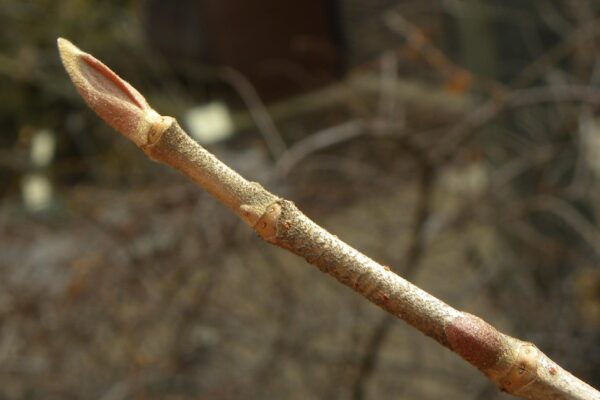 Viburnum sieboldii - Buds