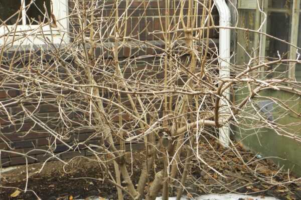 Viburnum sieboldii - Winter Habit