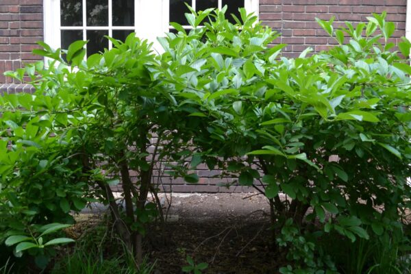 Viburnum sieboldii - Shrub Habit