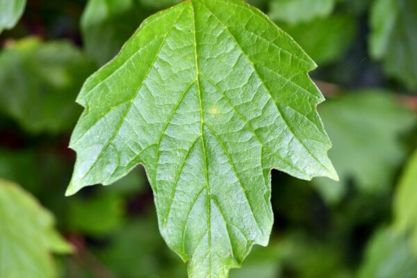 Viburnum trilobum - Leaf