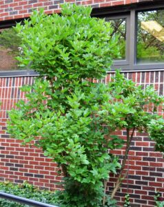 Viburnum trilobum - Shrub Habit