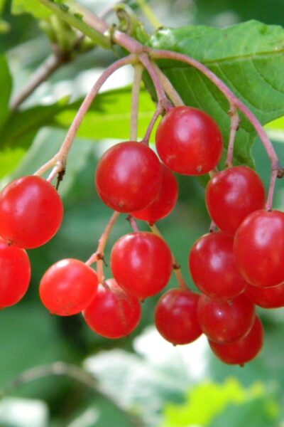 <i>Viburnum trilobum</i> - Fruits