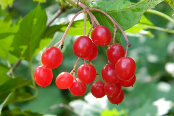 Viburnum trilobum - Fruits