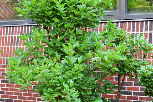 Viburnum trilobum - Shrub Habit