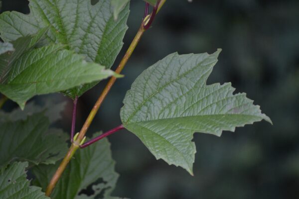 Viburnum trilobum ′Compactum′ - Leaf