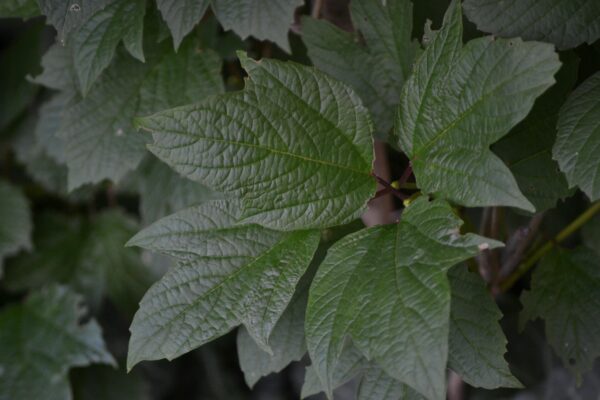 Viburnum trilobum ′Compactum′ - Foliage