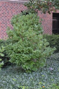 Viburnum trilobum ′Compactum′ - Summer Habit