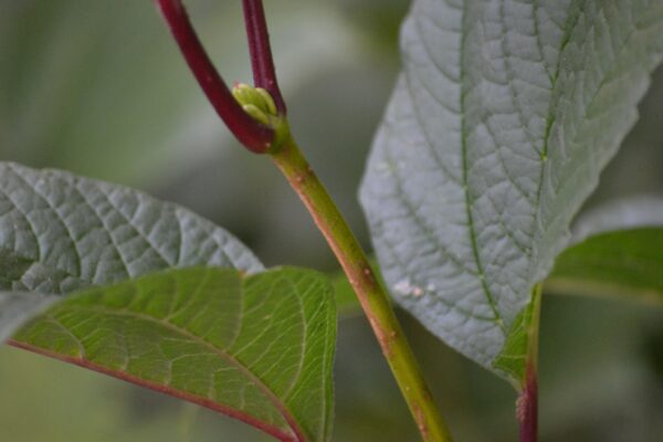Viburnum trilobum ′Compactum′ - Stem