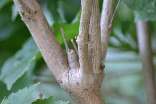 Viburnum trilobum ′Compactum′ - Bark