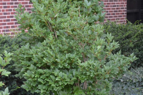 Viburnum trilobum ′Compactum′ - Summer Habit