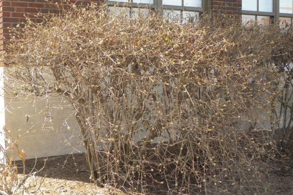 Viburnum × burkwoodii - Winter Habit