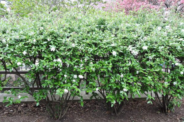 Viburnum × burkwoodii - Flowering Habit