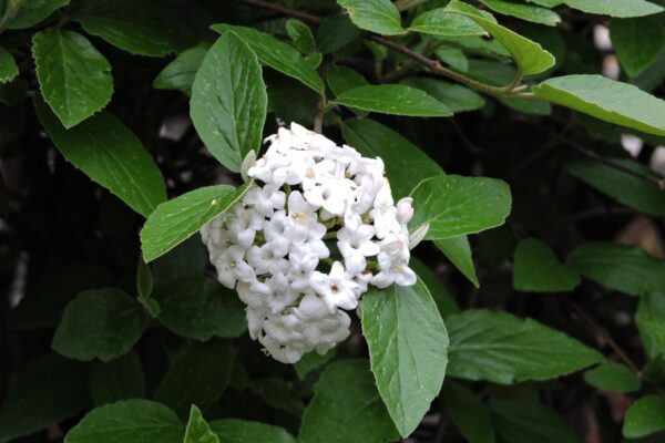 Viburnum × burkwoodii - Flower and Foliage