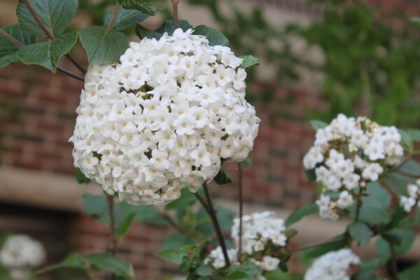 Viburnum × burkwoodii - Flowers