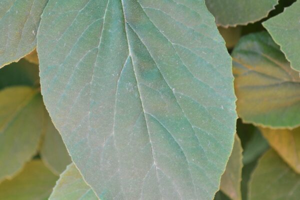 Viburnum × burkwoodii - Leaf