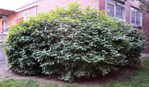 Viburnum × burkwoodii - Overall Shrub Habit