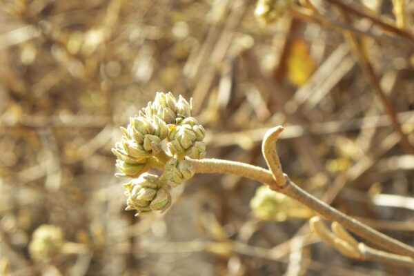 Viburnum × burkwoodii - Flower Buds