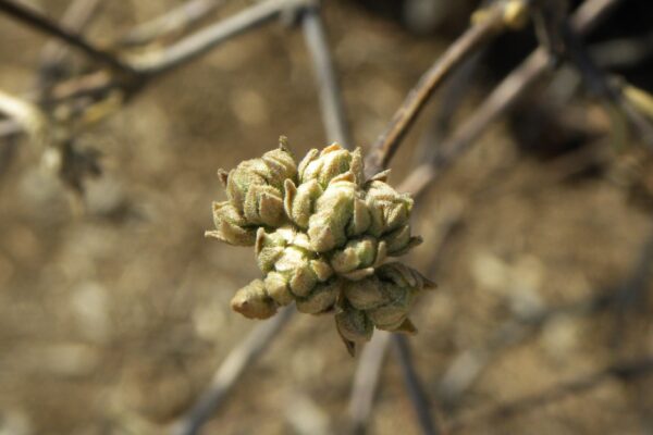 Viburnum × burkwoodii - Flower Buds