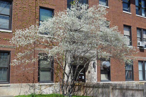 Amelanchier laevis - Tree in Bloom