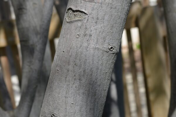 Amelanchier laevis - Bark Detail
