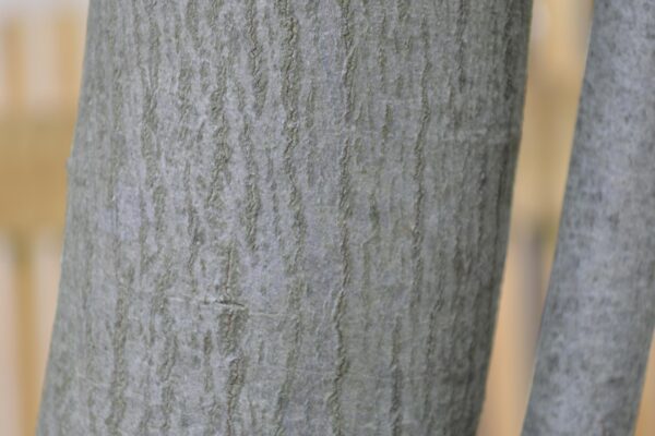 Amelanchier laevis - Bark Detail